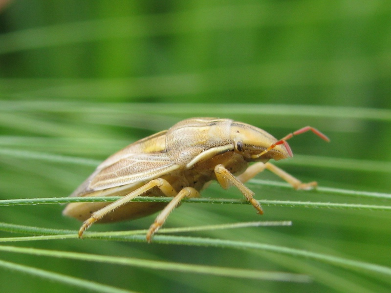 Aelia rostrata, A.germari, A.acuminata, A.klugi